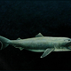 Illustration for article titled Incredibly Rare And Mysterious Deep-Sea Megamouth Shark Washes Ashore
